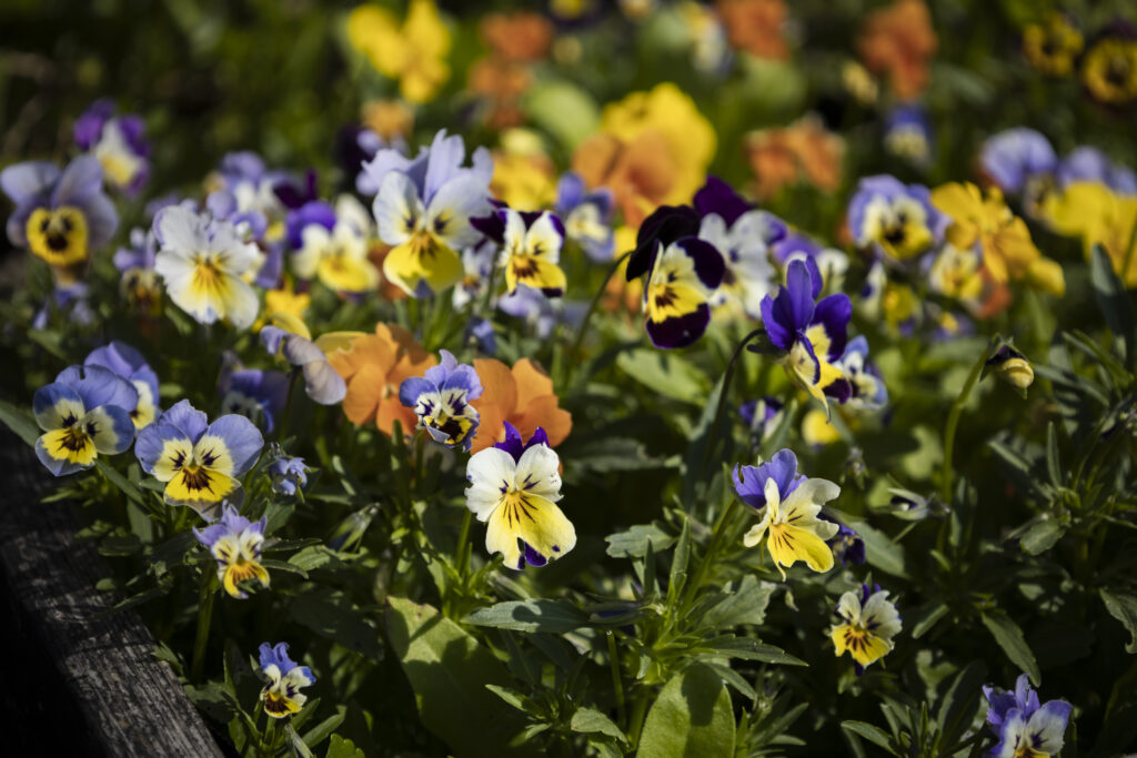 KC garden 11